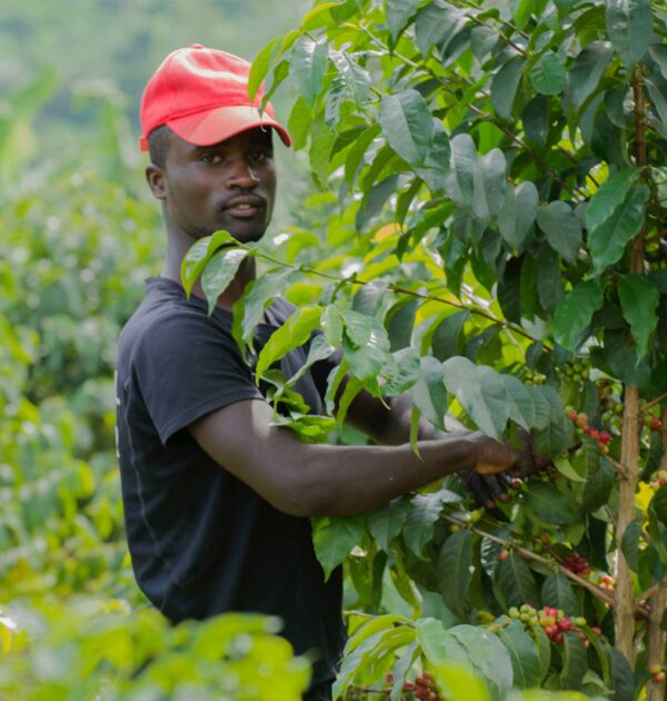 Philo Coffee Muzo Giko Hill