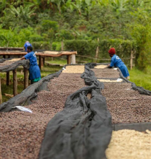 Philo Coffee Muzo Giko Hill