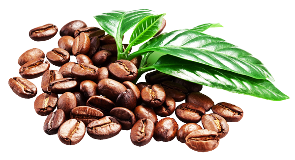 Philo Coffee Beans with Green Leaves